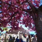 miya20110318-5